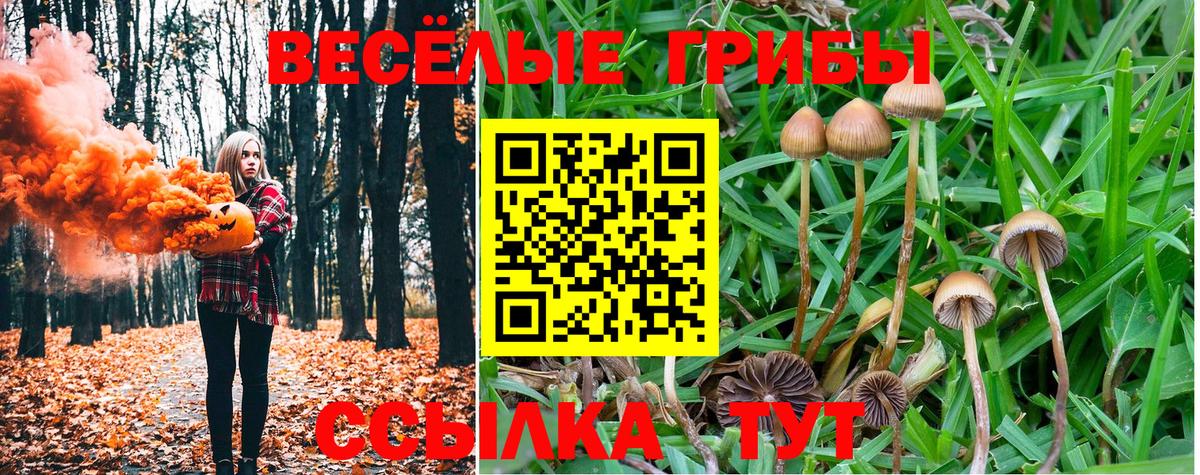 Кохма  Псилоцибиновые грибы Psilocybe  Вход с VPN 